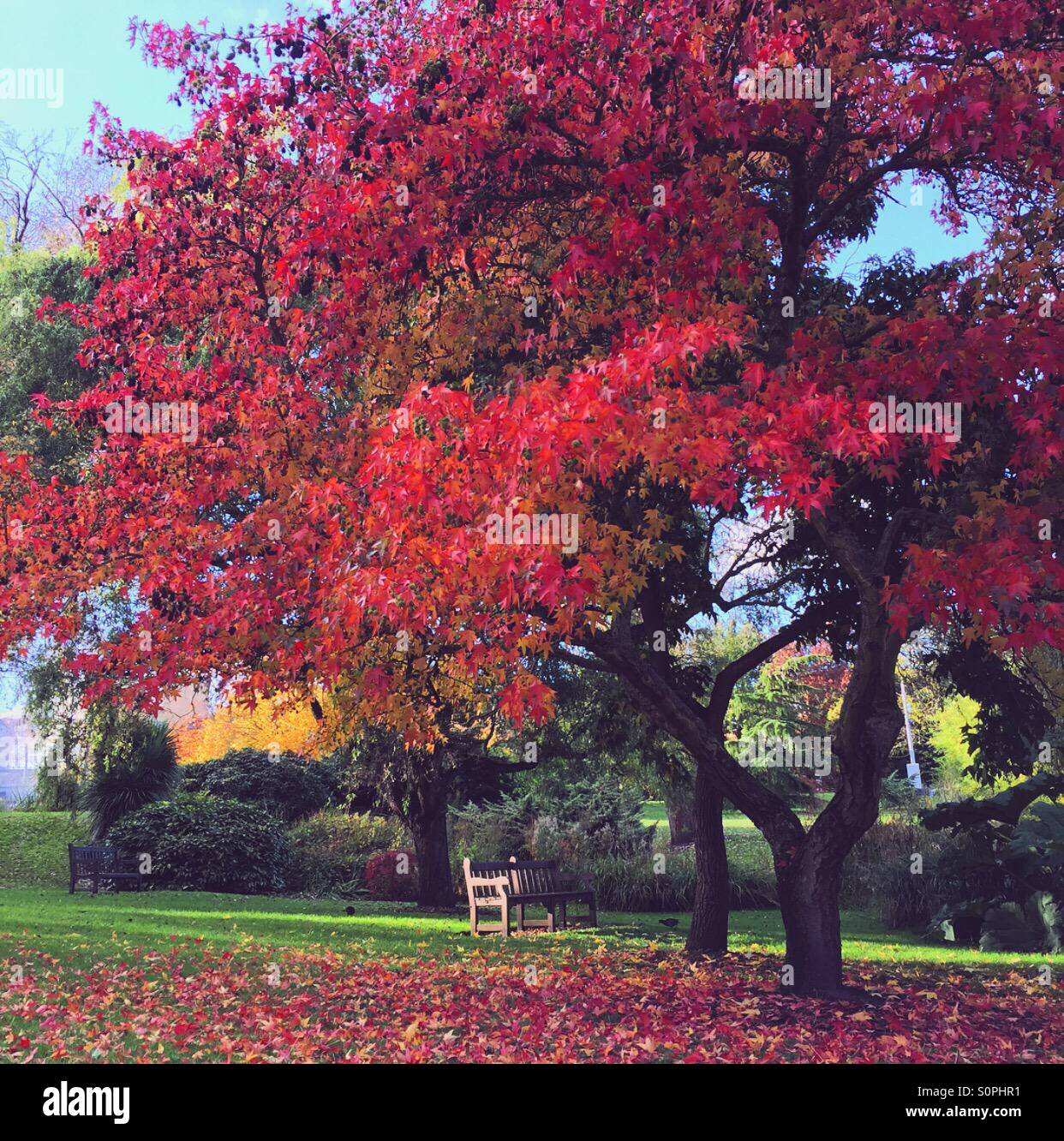 Foglie rosse di albero in autunno con il banco sotto l'albero Foto stock -  Alamy