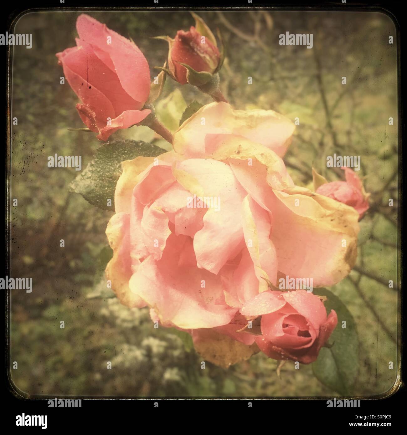 Rosa d'inverno - Immagine stock catturata con smartphone