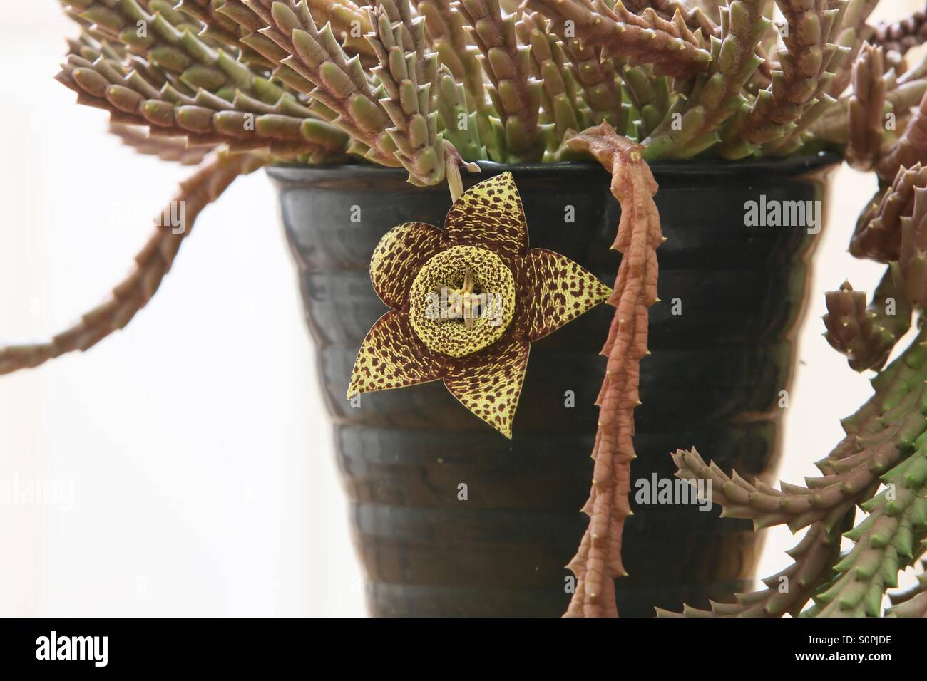 Stapelia o Orbea variegata fiore Foto Stock