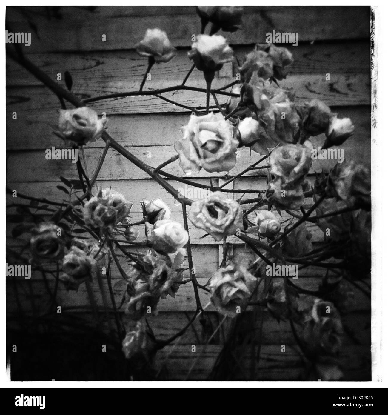 Le Rose in bianco e nero Foto Stock
