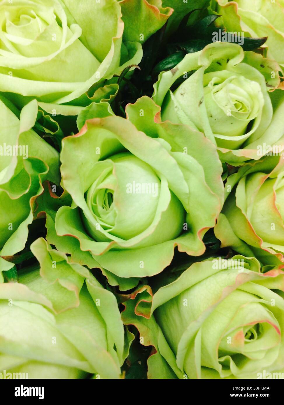 Rosa verde immagini e fotografie stock ad alta risoluzione - Alamy