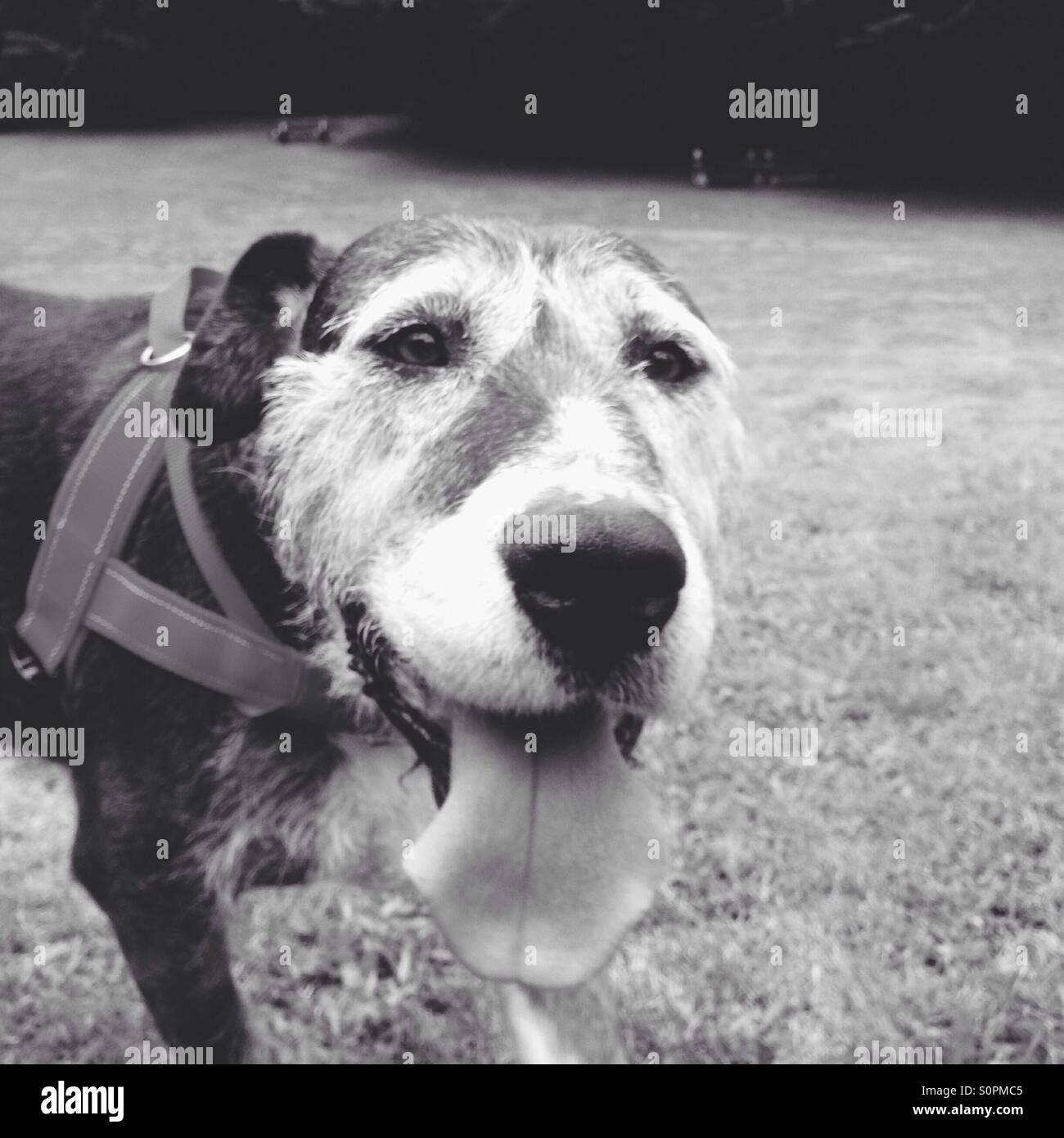 Cane sorridente nel parco Foto Stock