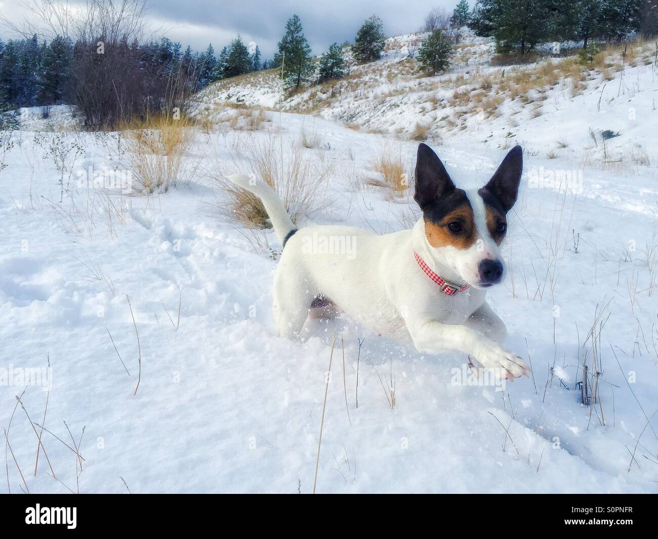 Vista ad angolo basso di un giovane cane Jack Russell Terrier che corre attraverso la neve in una brillante giornata invernale - Immagine stock catturata con smartphone