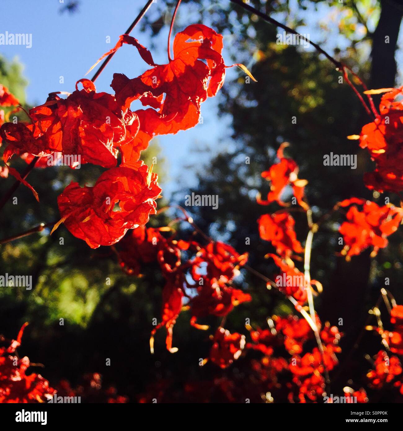 Autunno foglie rosse, parco Collserola, Barcellona Foto Stock