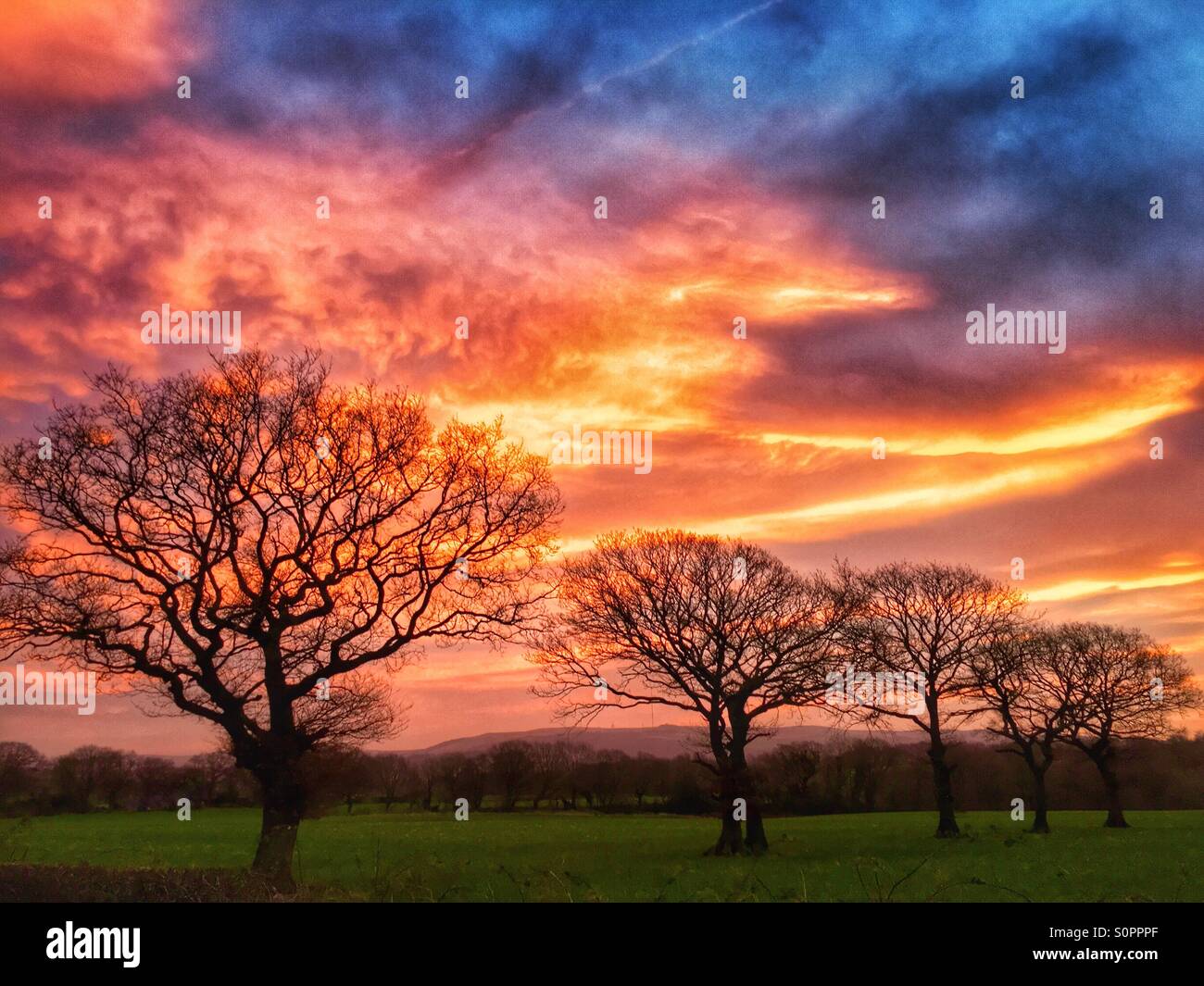 Fila di alberi di sunrise Foto Stock