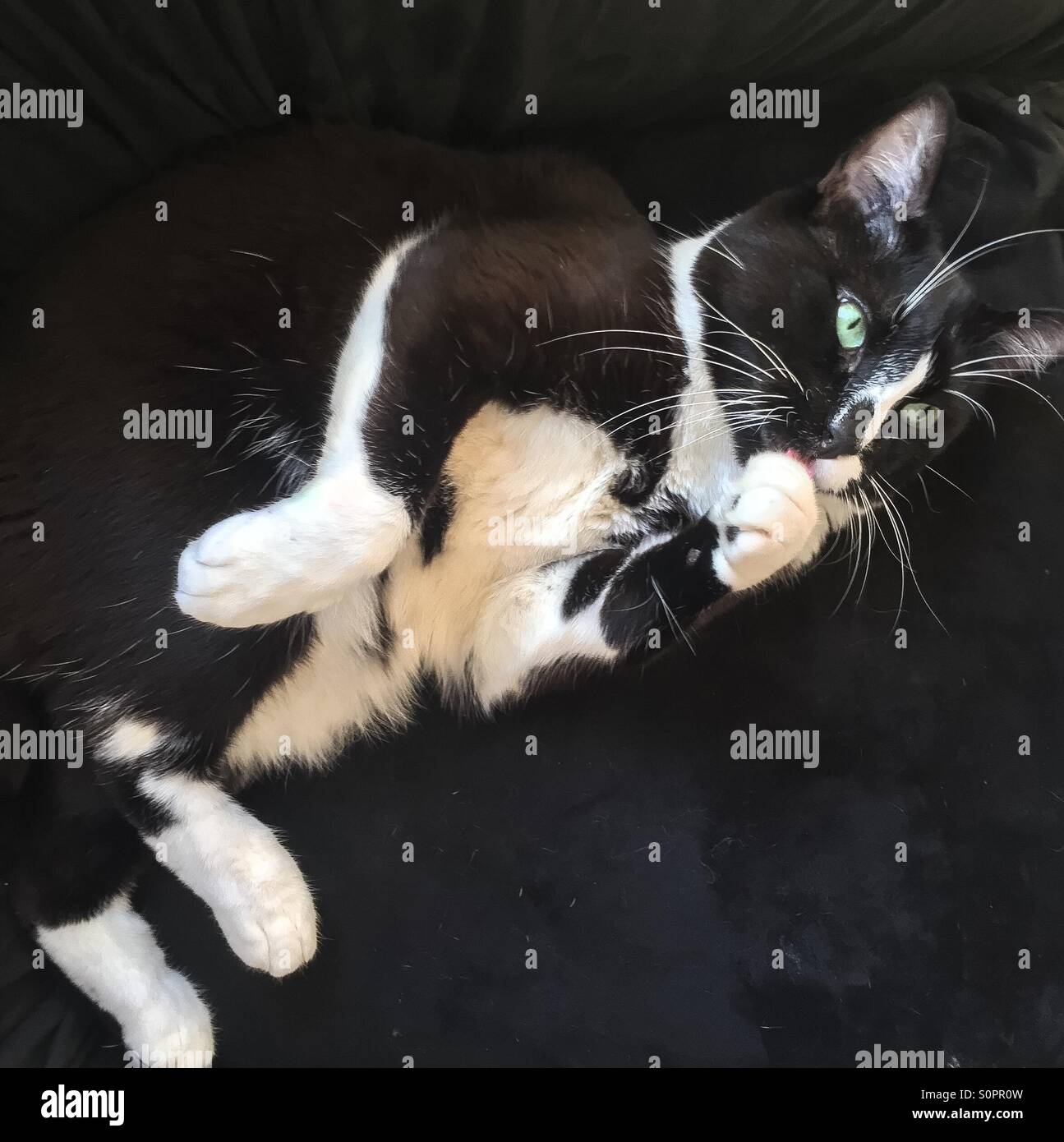 Tuxedo cat leccare la sua zampa. - Immagine stock catturata con smartphone
