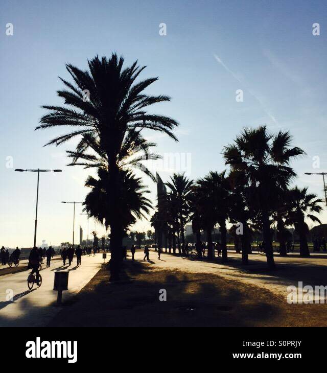 Palme, Barceloneta Beach, Barcellona Foto Stock