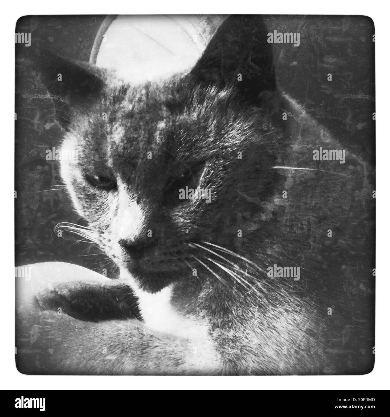 Fronte del gatto - Immagine stock catturata con smartphone