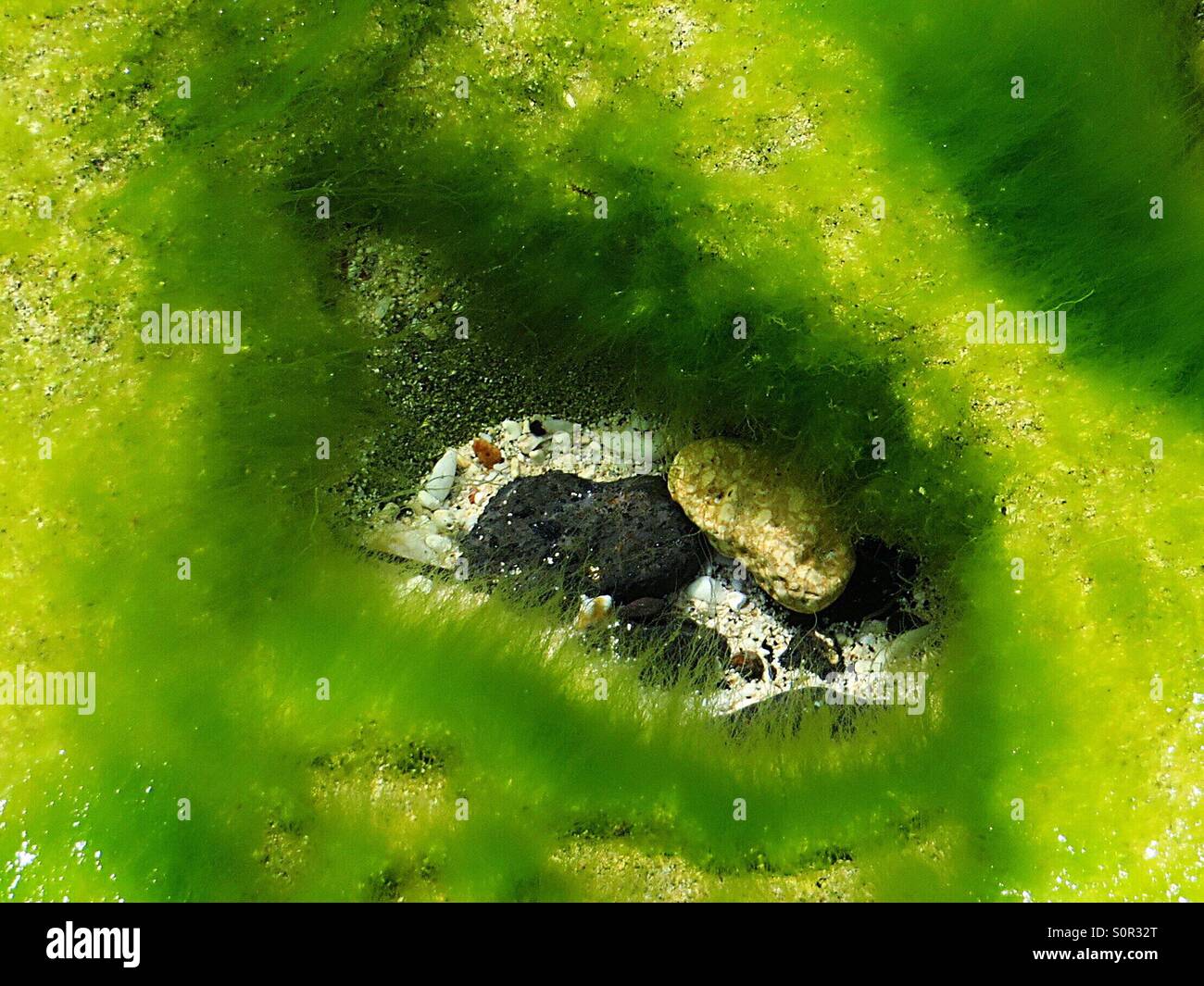 Colore verde brillante delle alghe marine in una chiara rock pool - Immagine stock catturata con smartphone
