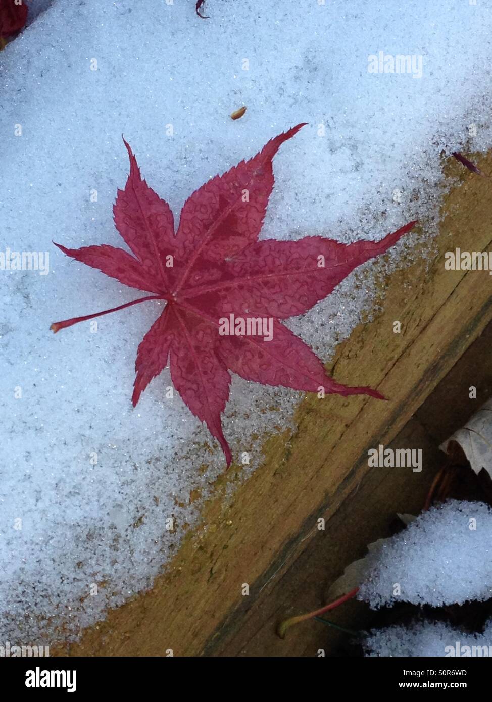 Acero giapponese in inverno immagini e fotografie stock ad alta risoluzione  - Alamy