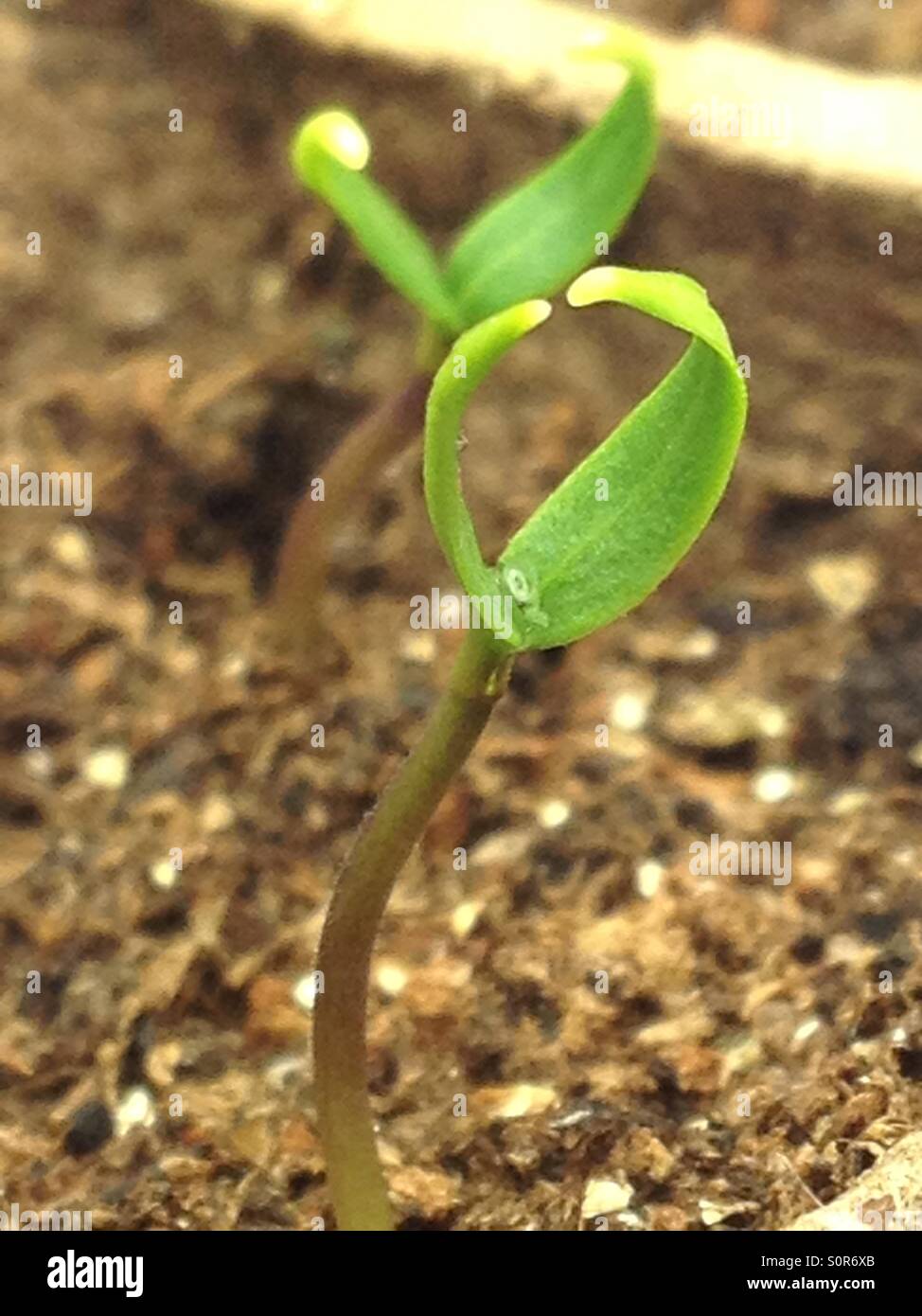 Baby pepper plant Foto Stock