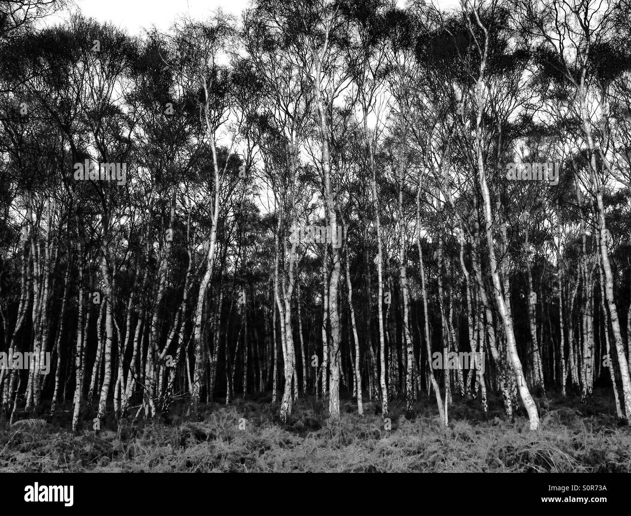 Nastro di betulle Sutton Heath Suffolk REGNO UNITO - Immagine stock catturata con smartphone