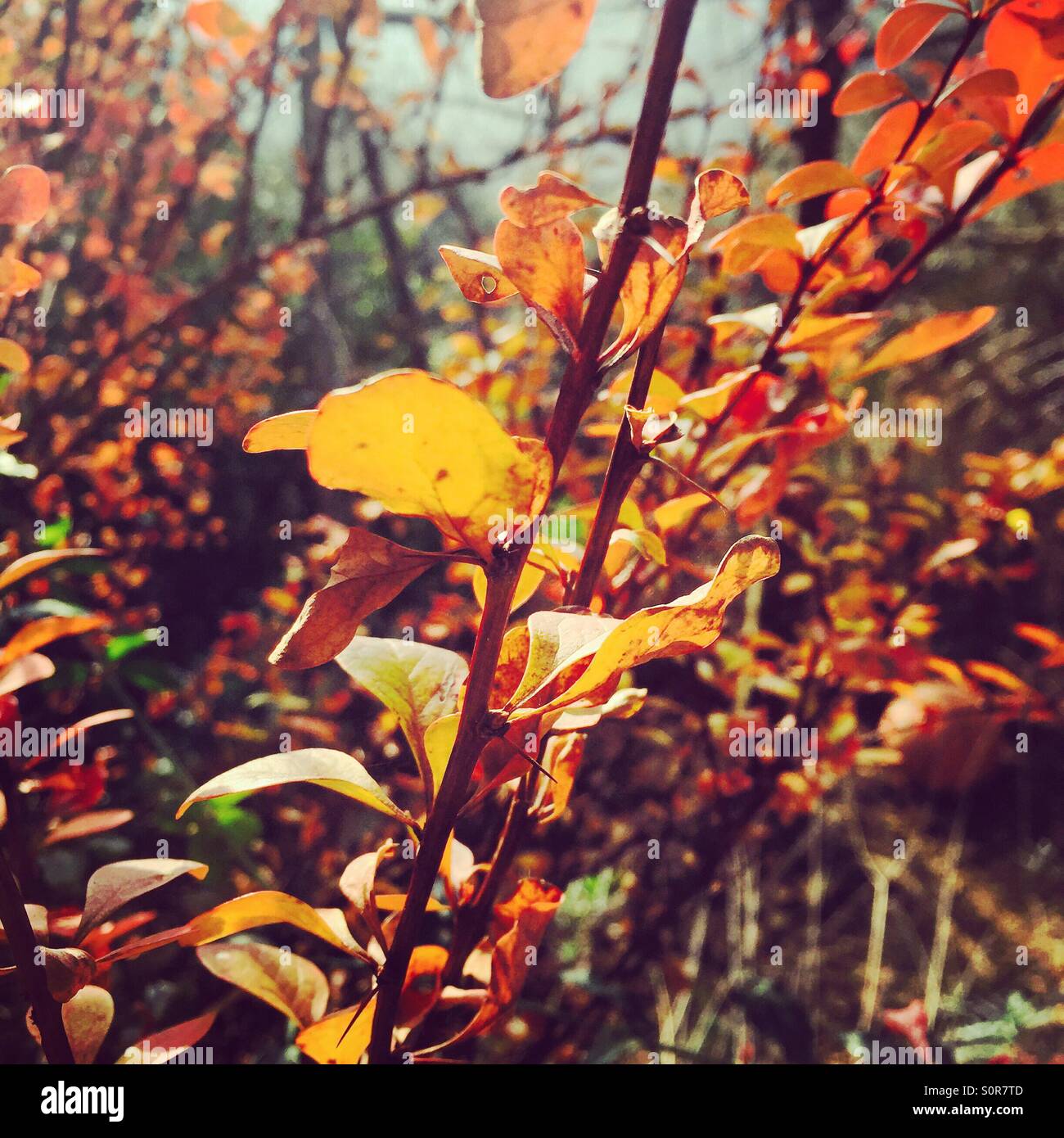 Ramo di foglie rosse nella luce del mattino. Barceona Foto Stock