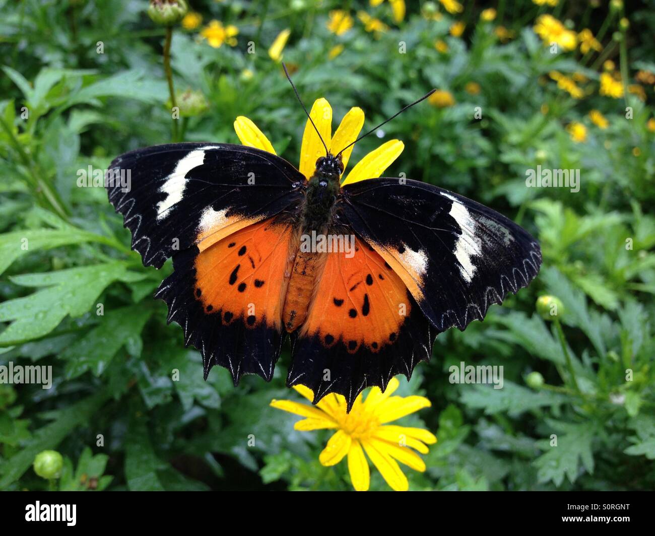 Lacewing arancione a Cameron Highlands Butterfly Farm, Tanah Ratah, Malaysia. Presa nel luglio 2015. Foto Stock