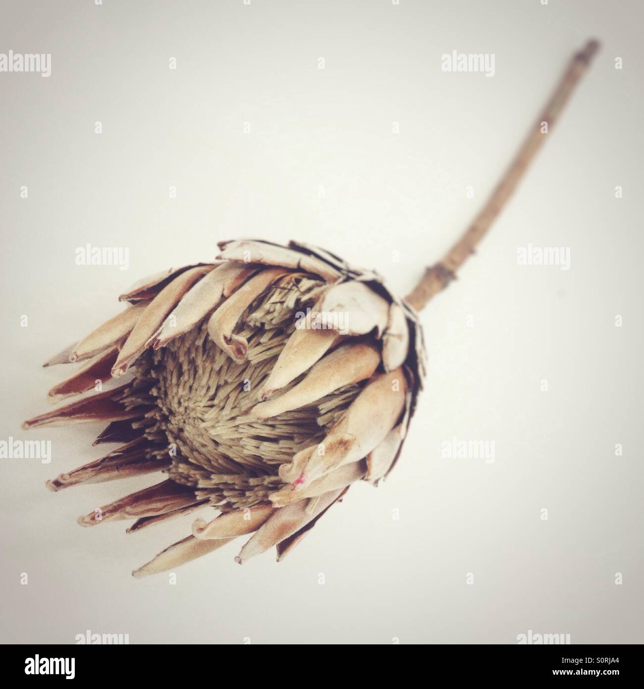 Essiccato protea fiore su un bianco di sfondo per studio - Immagine stock catturata con smartphone