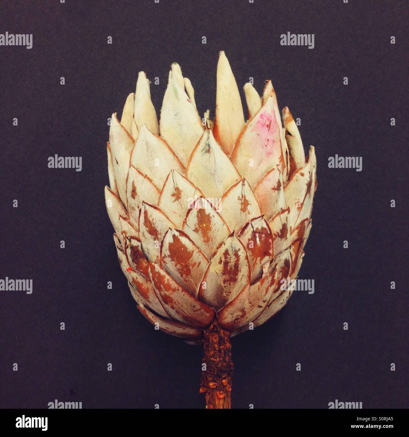 Protea fiore - Immagine stock catturata con smartphone