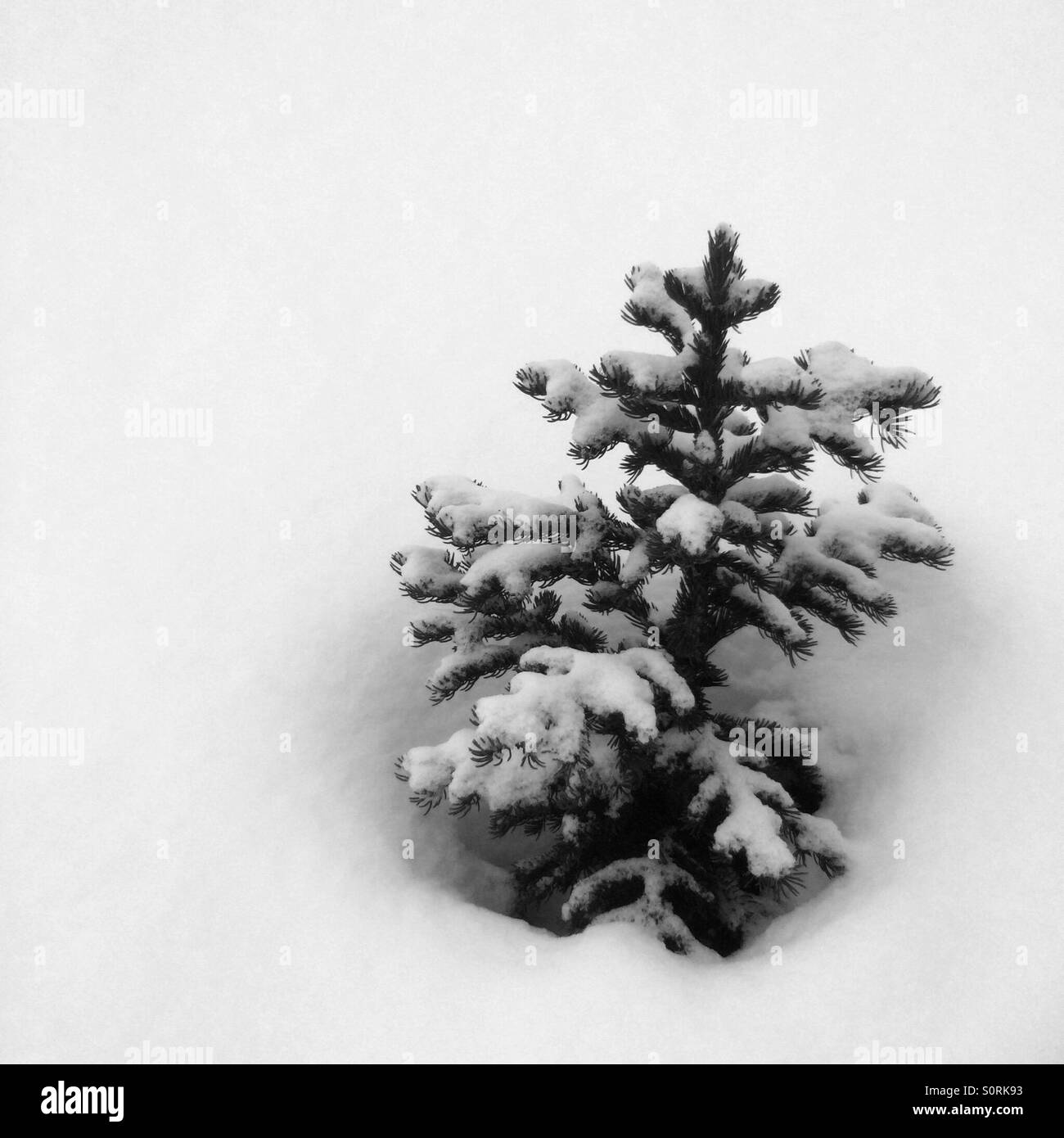 Giovane albero cresce attraverso la neve invernale, Montagne Rocciose Canadesi Foto Stock