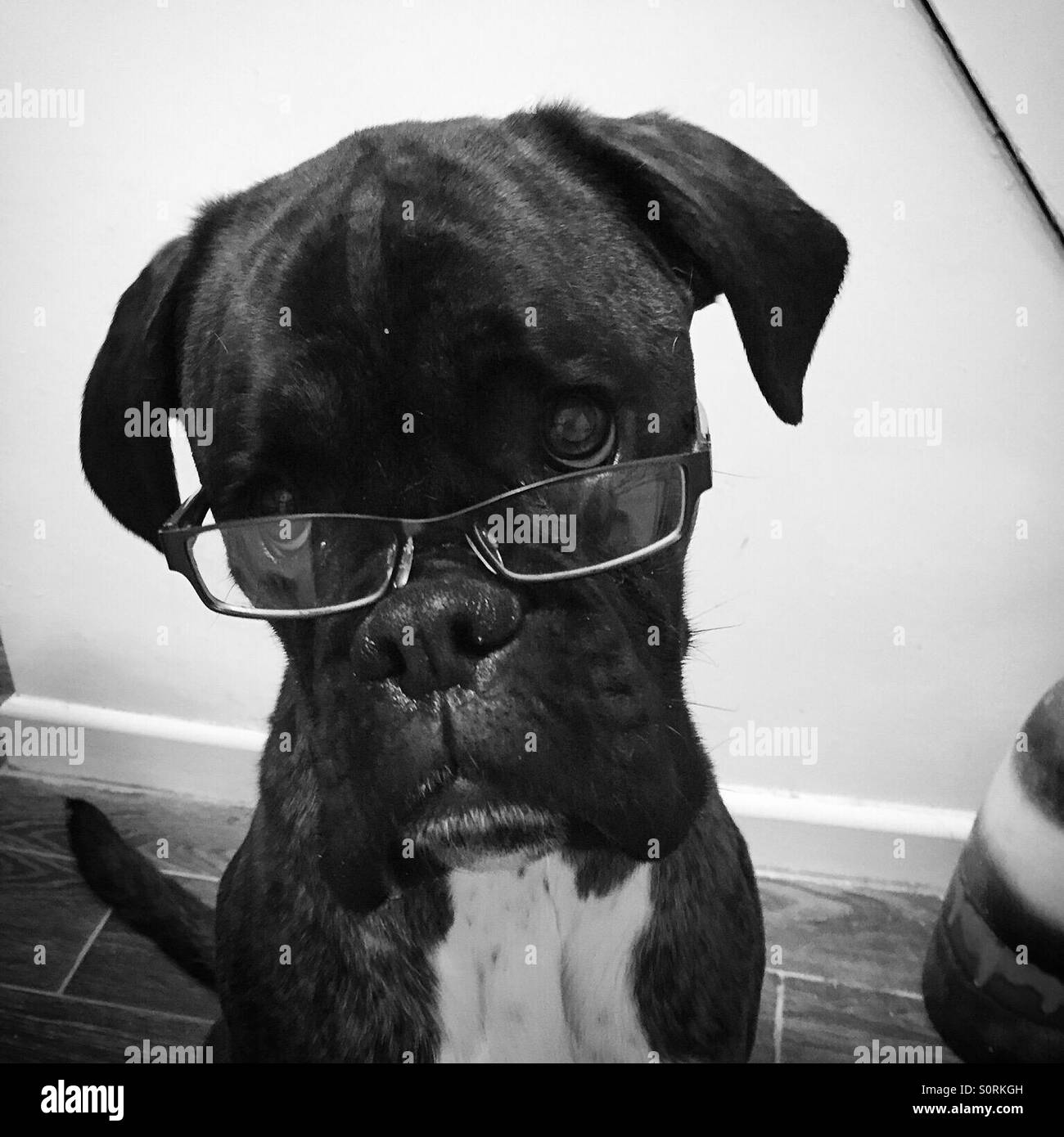 Cane Boxer con gli occhiali Foto Stock