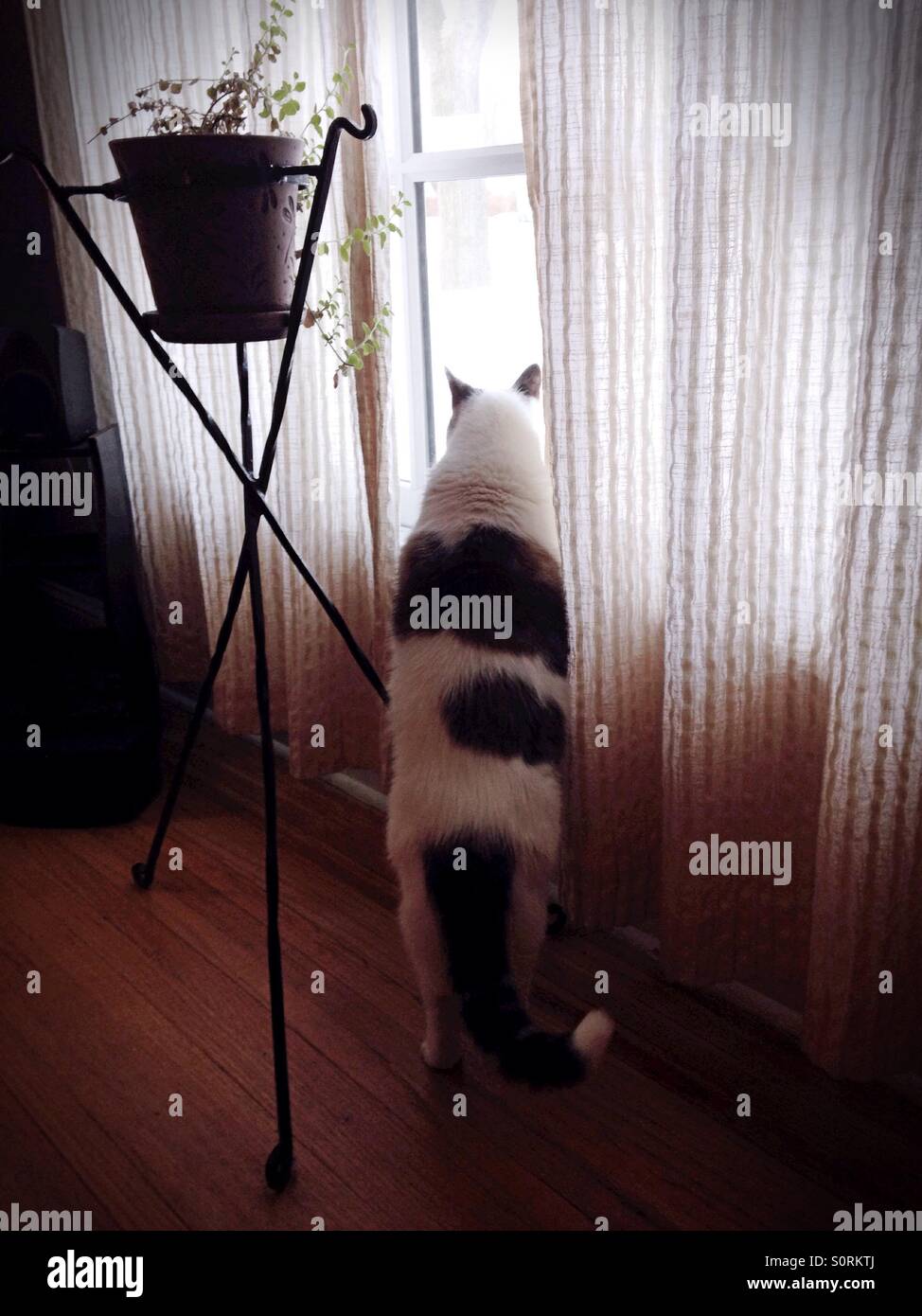Un gatto in piedi e guardando fuori della finestra. Foto Stock