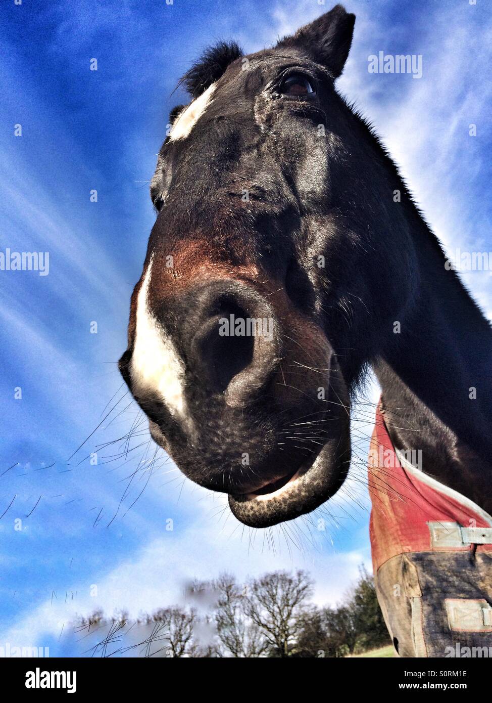 Il cavallo in un campo Foto Stock