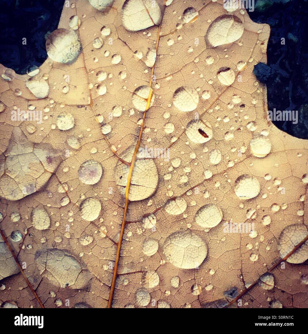 Caduto foglie con goccioline di acqua Foto Stock