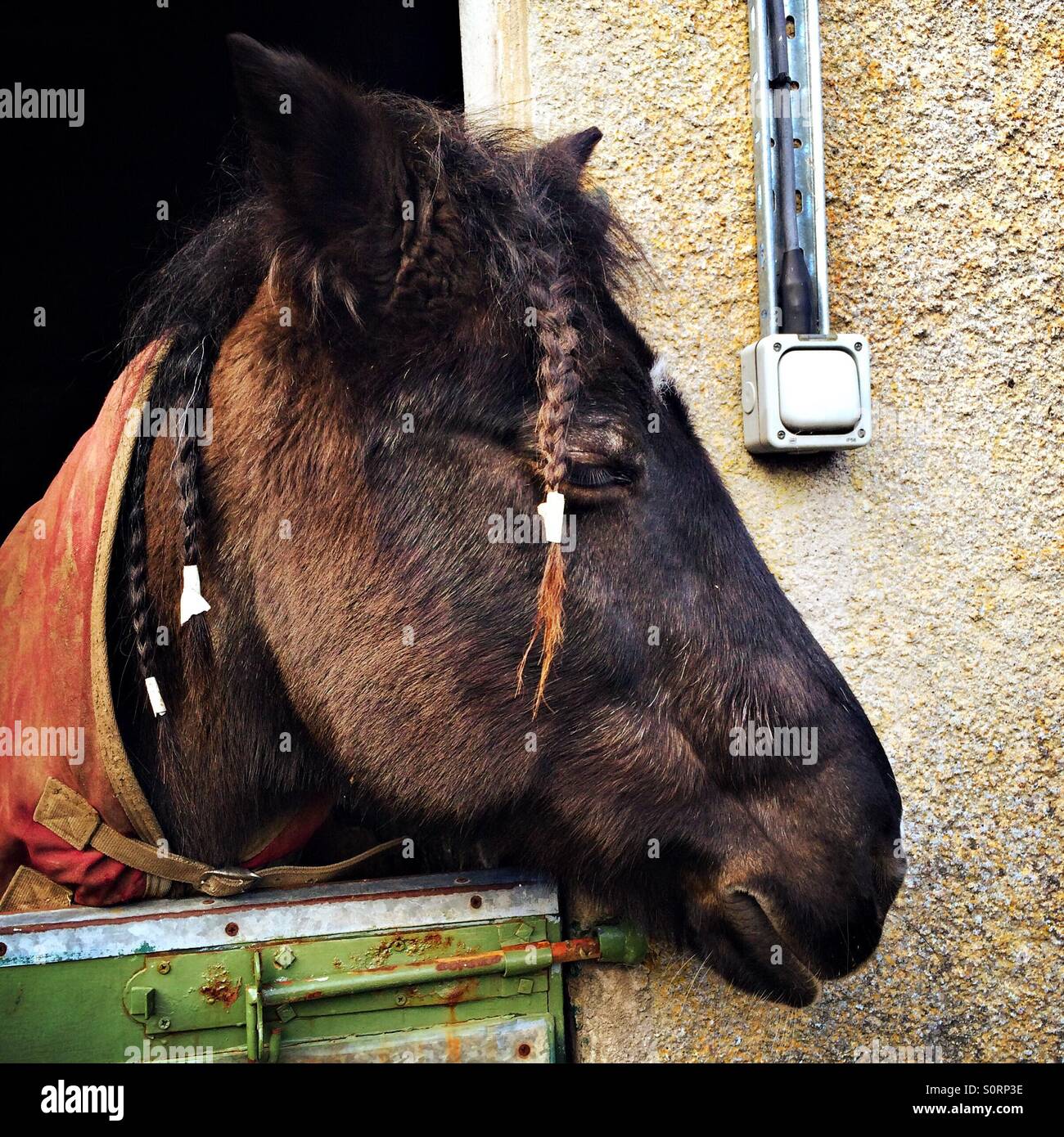 Marrone a cavallo con un filo intrecciato mane Foto Stock