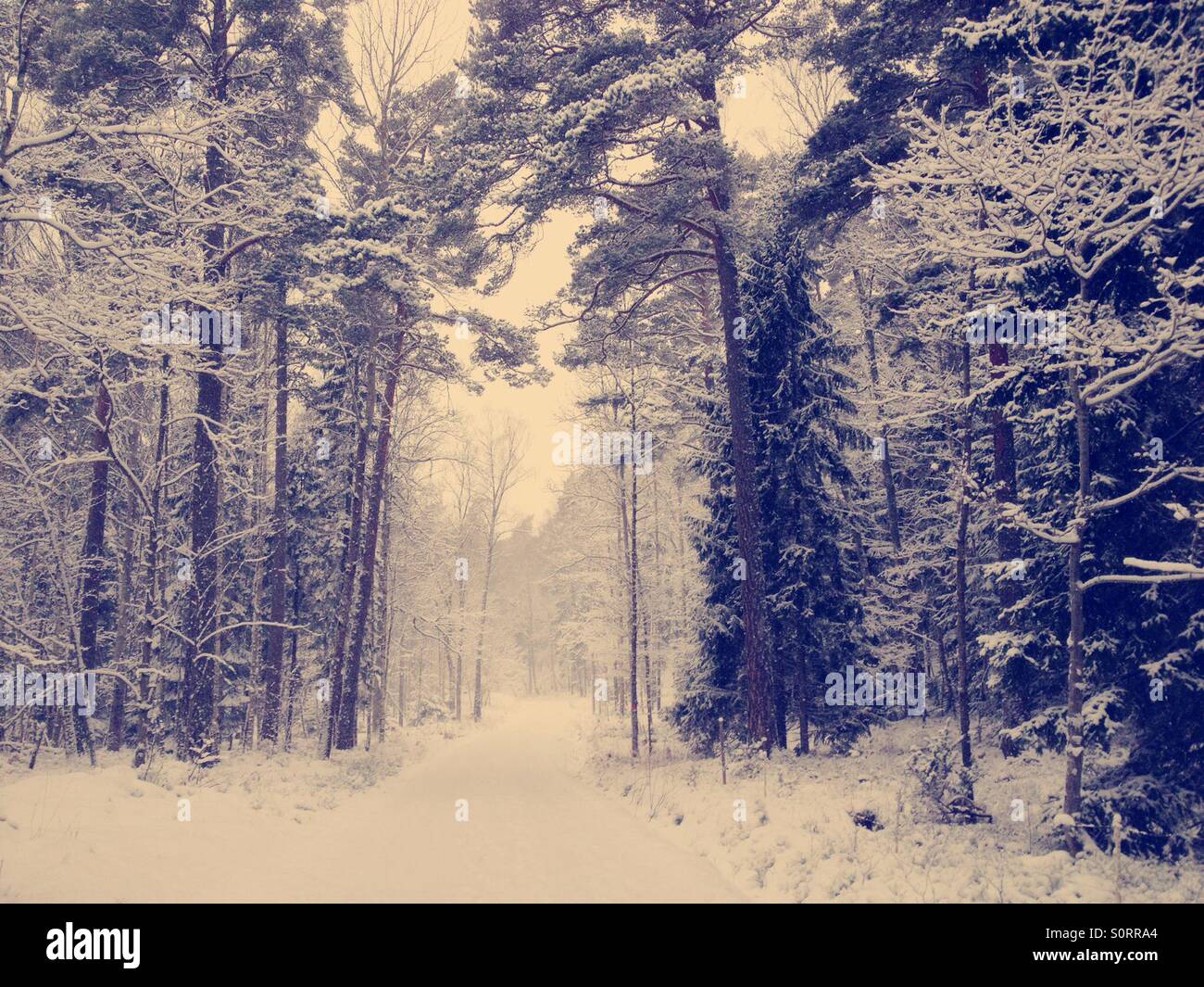 Scena invernale nel bosco innevato Foto Stock