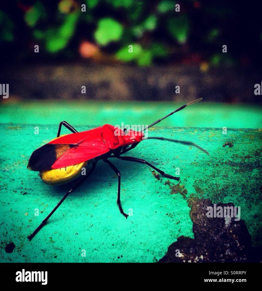 Rosso insetto coackroch Foto Stock