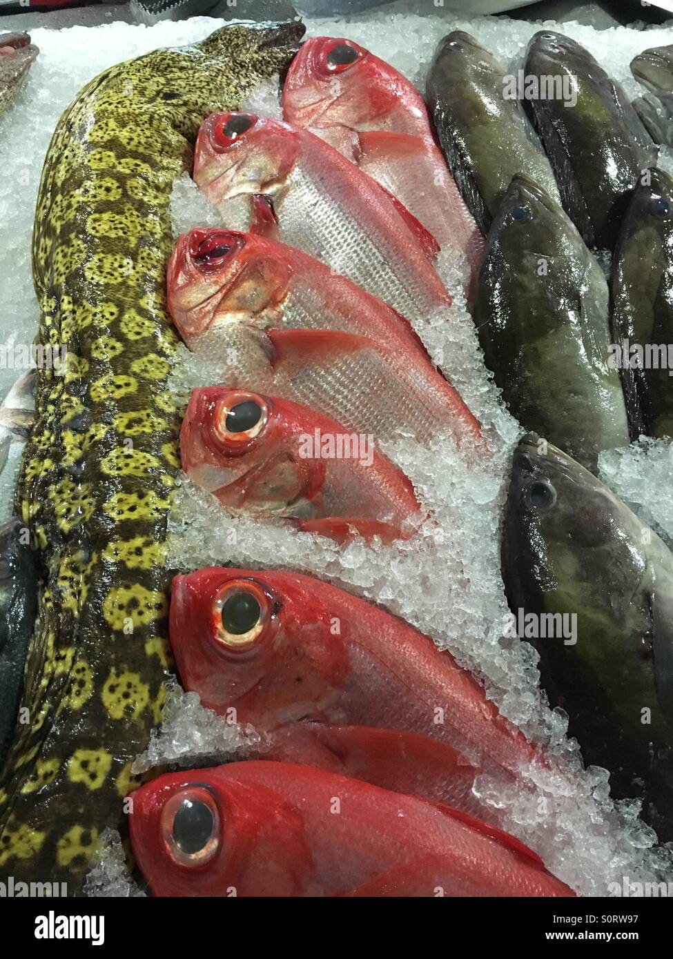 Fresh red snapper lungo il lato di una anguilla su letto di ghiaccio in un ristorante di Lanzarote Foto Stock