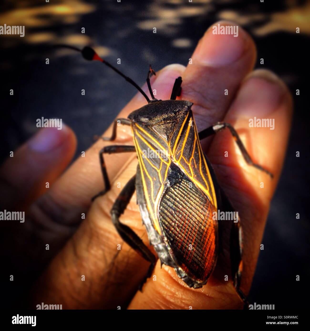 Un uomo detiene un grosso scarabeo con motivi geometrici in Sultepec, Stato del Messico, Messico - Immagine stock catturata con smartphone