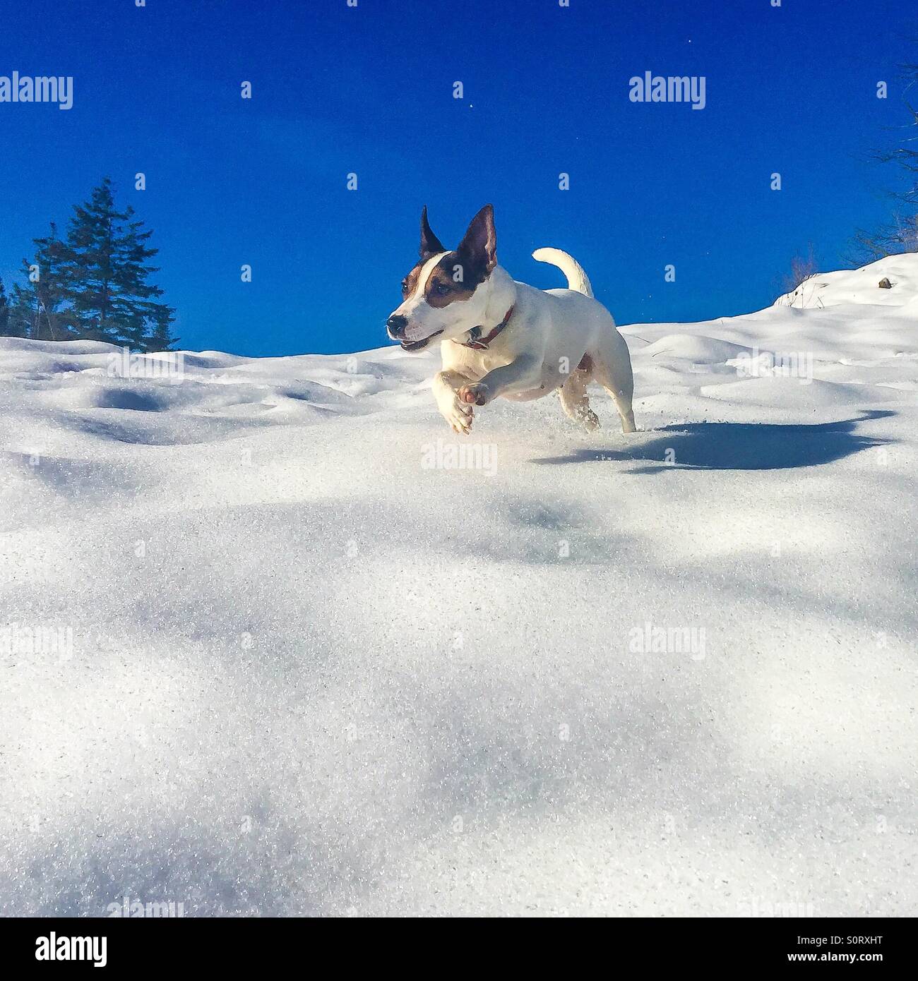 Vista ad angolo basso di un cane Jack Russell Terrier che si diverte sulla neve in una giornata d'inverno soleggiata - Immagine stock catturata con smartphone