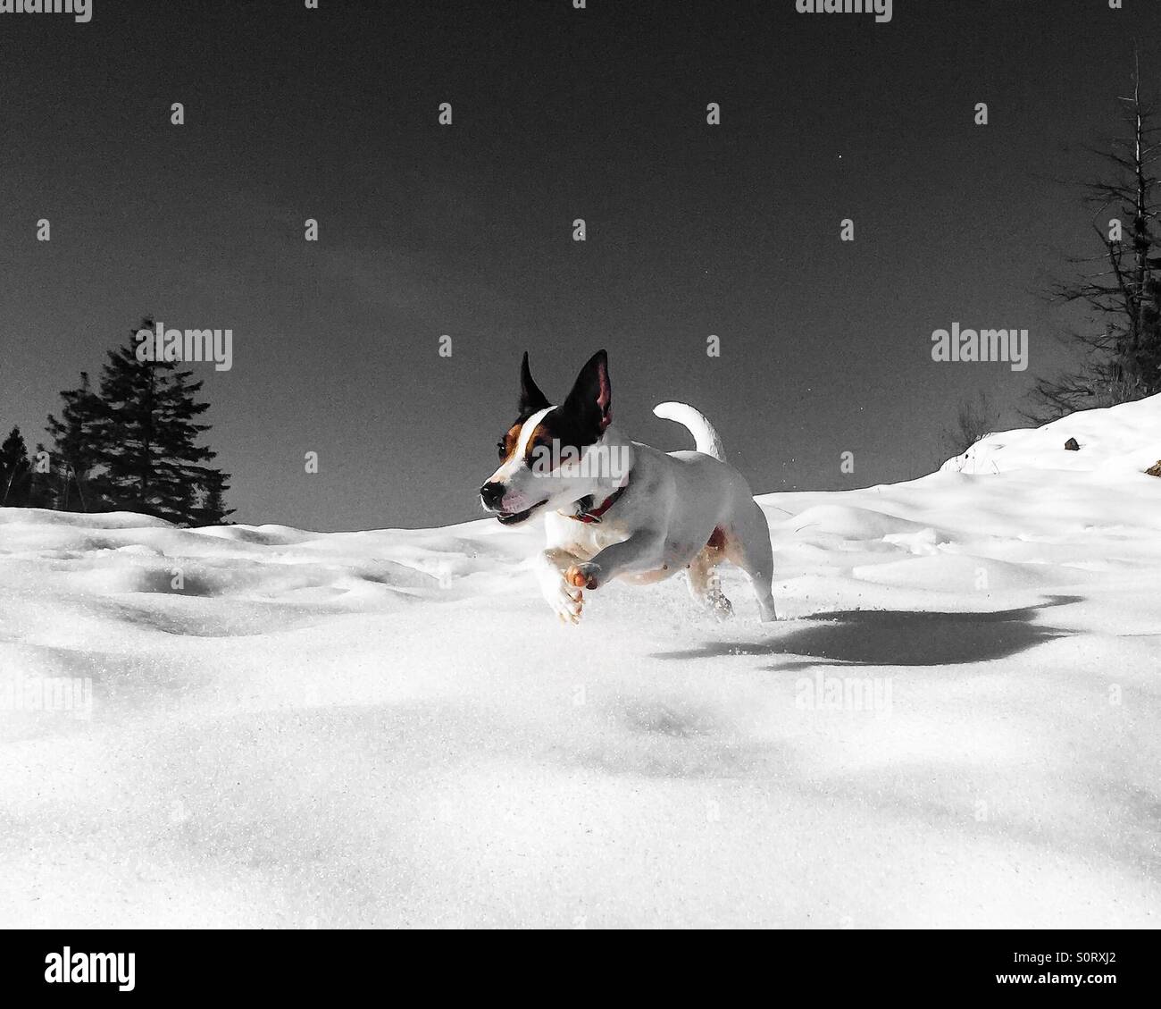 Sorridente cane che corre nella neve su una luminosa giornata di sole. - Immagine stock catturata con smartphone