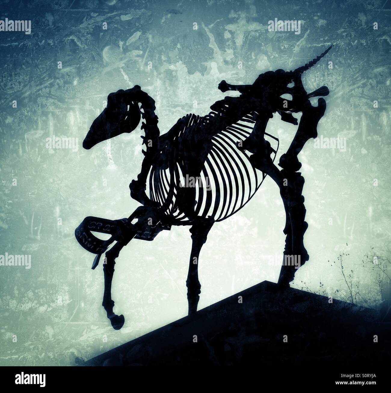 Lo scheletro di animale silhouette. Foto Stock