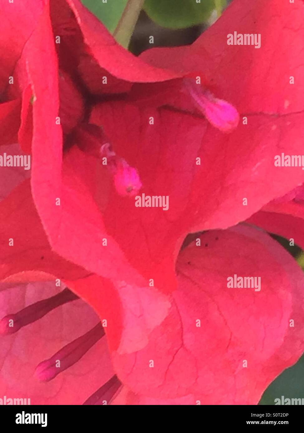 Close up di un Rosso fiore tropicale con red stami e di seta come petali arricciati Foto Stock