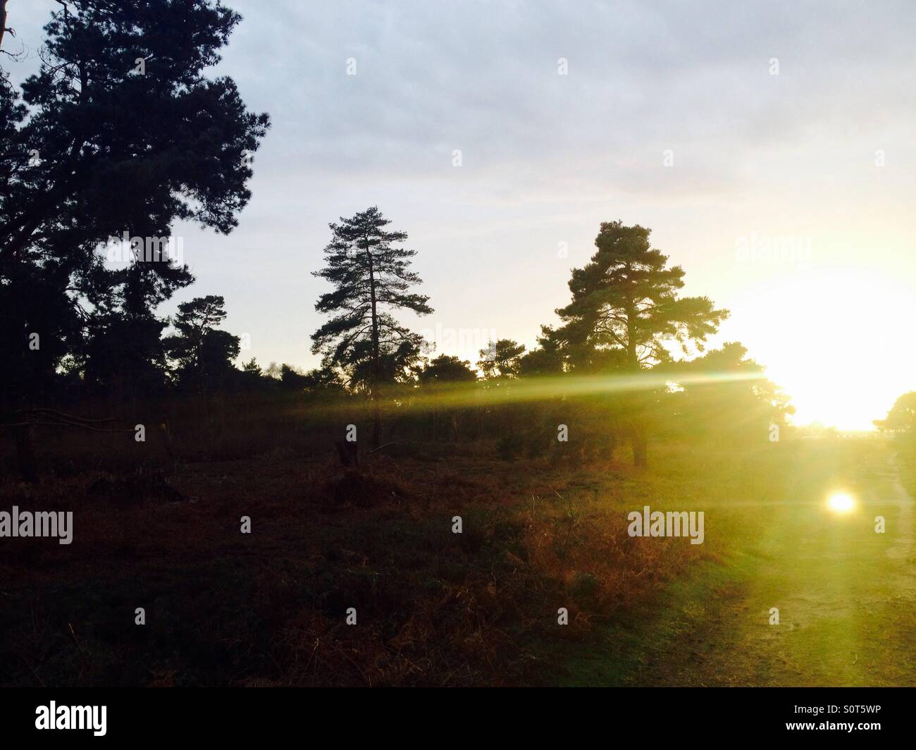 Bosco, Sutton Heath, Suffolk, Regno Unito. Foto Stock
