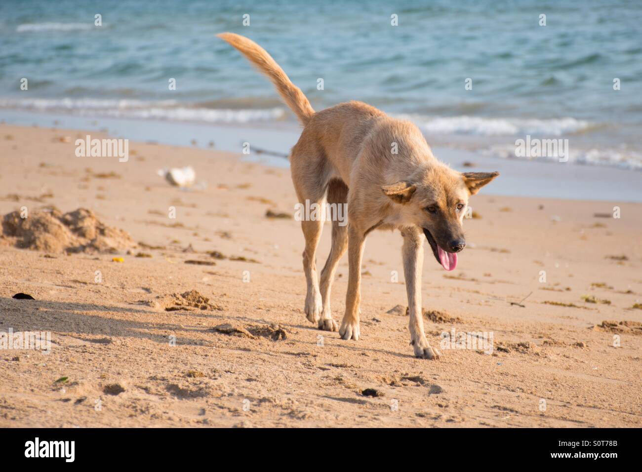 Un cane di camminare sulla spiaggia Foto Stock