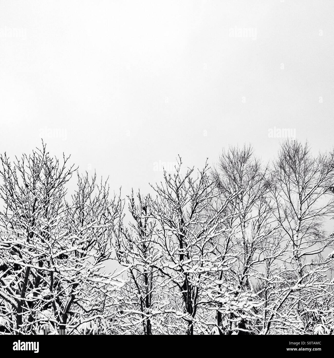 Alberi di inverno Foto Stock