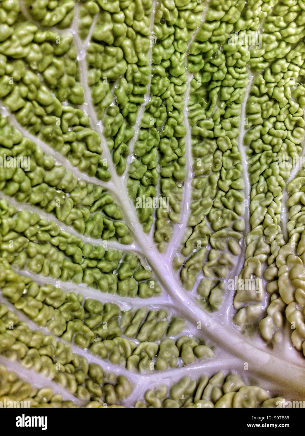Savoy foglia di cavolo dettaglio - Immagine stock catturata con smartphone