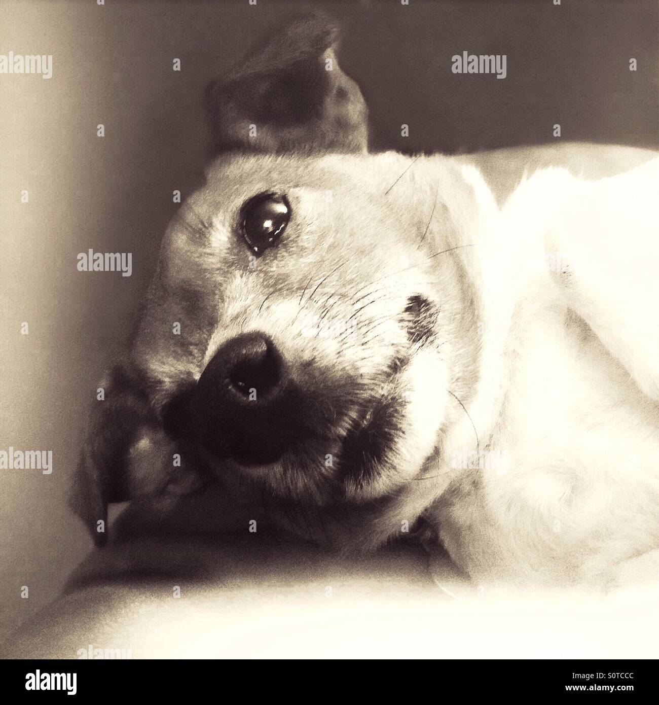 jack russell bianco e nero