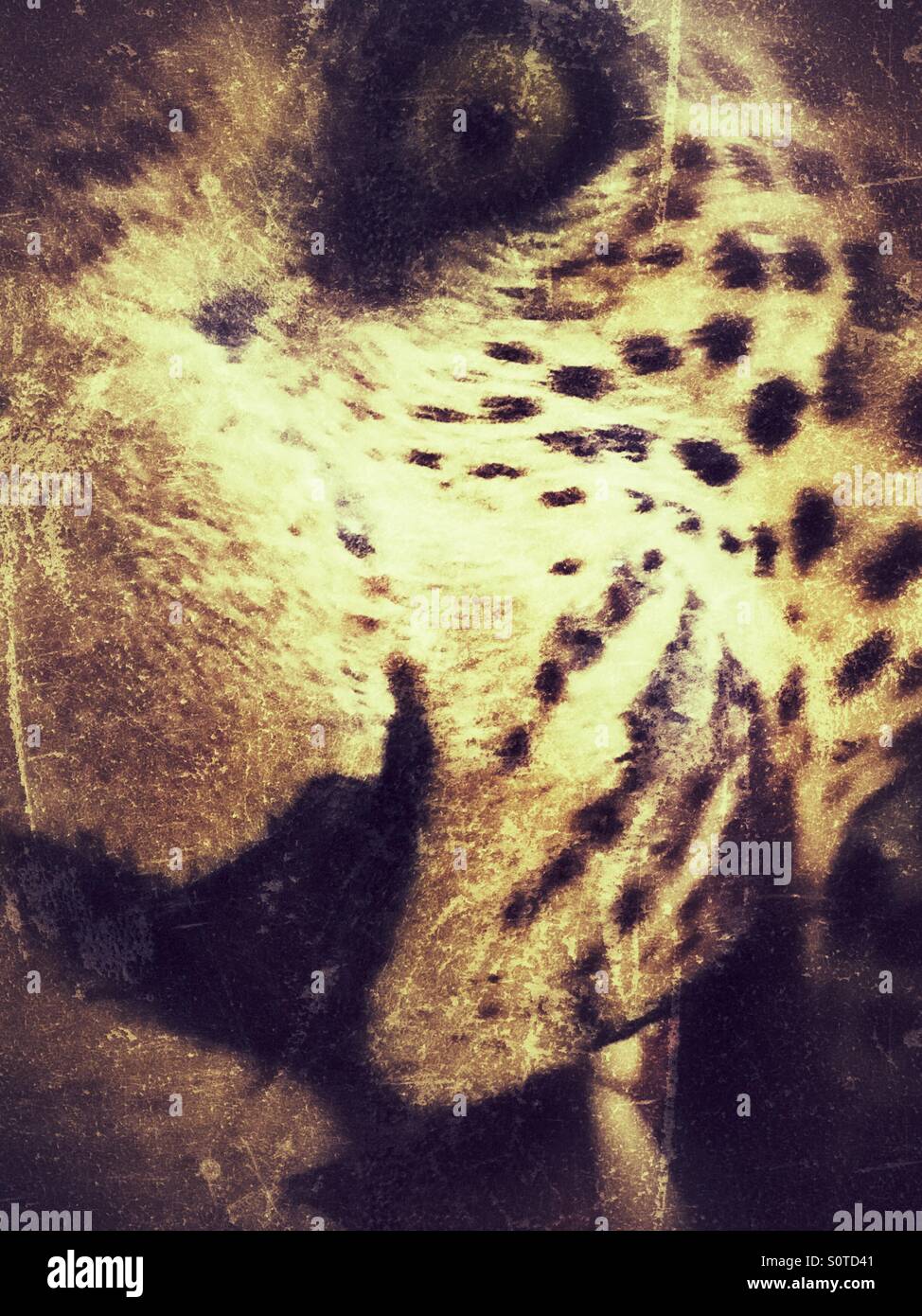 Farcite leopard, filtro grunge Foto Stock