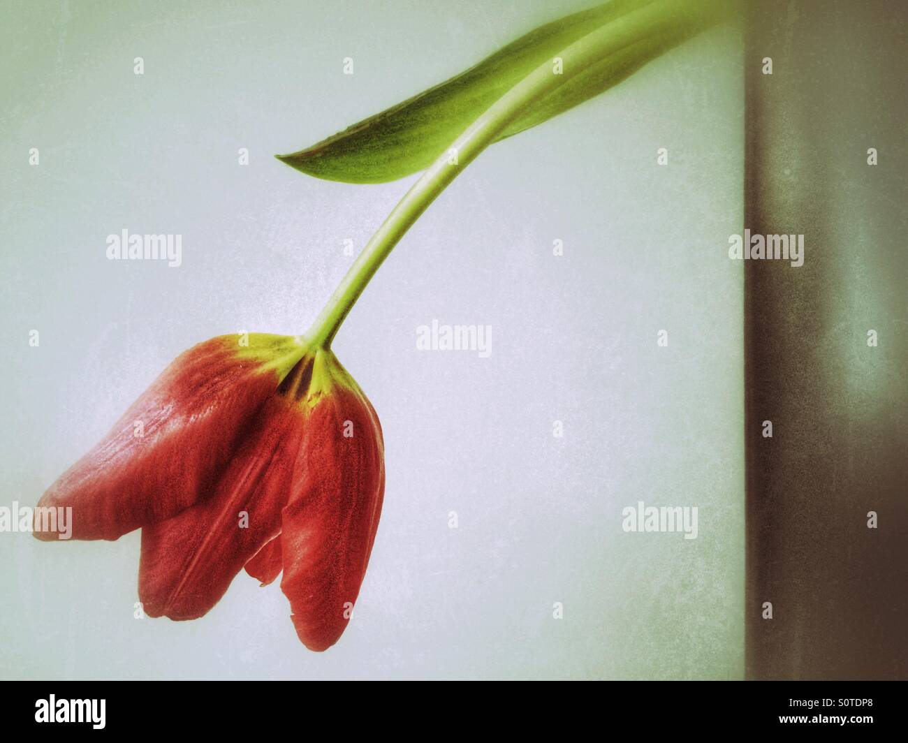 Unico red tulip archi dal vaso nero. Foto Stock