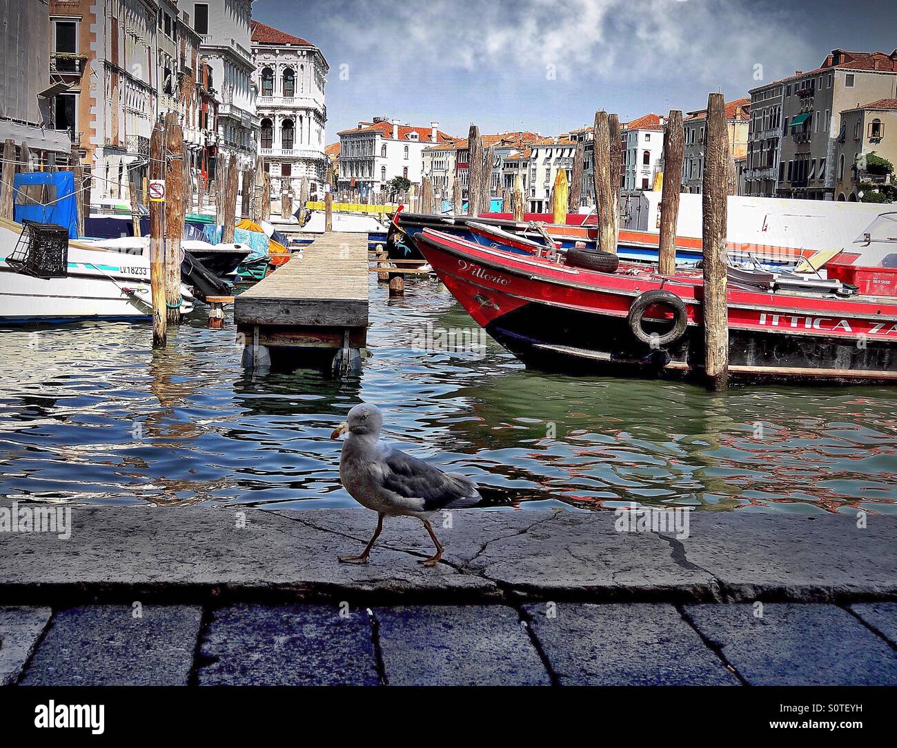 ..Seagull a Venezia... Foto Stock