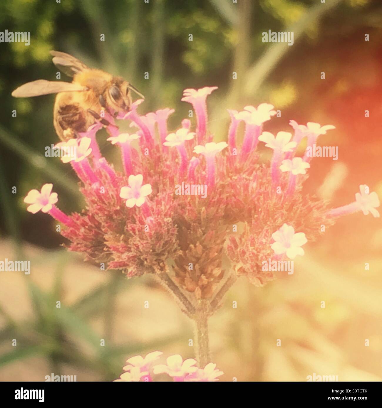 Il miele delle api in rosa Verbena fiore. Foto Stock