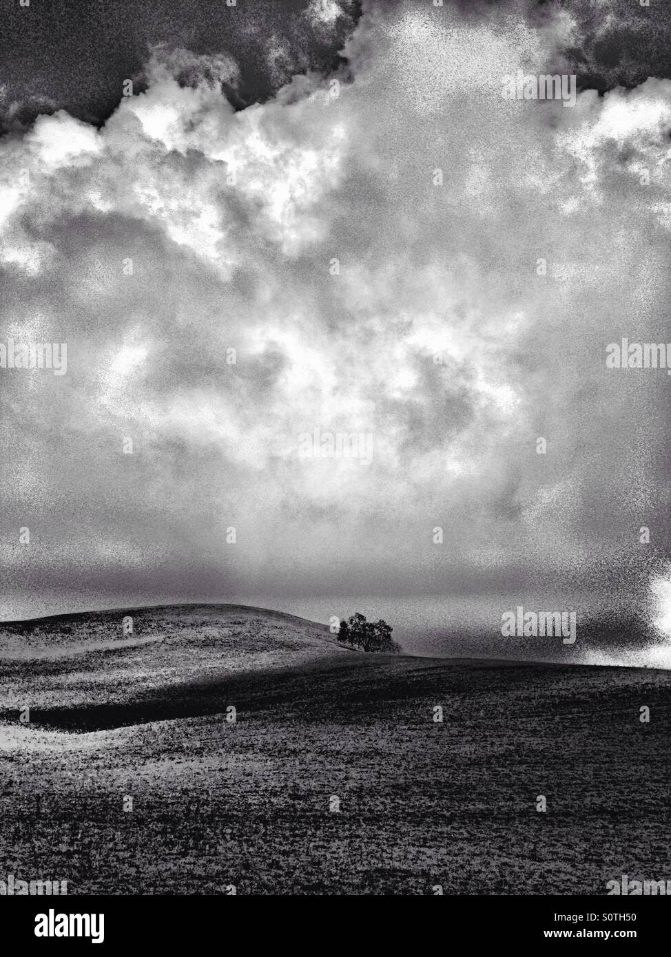 Nuvole sopra pedemontana con un unico albero di quercia, in bianco e nero - Immagine stock catturata con smartphone