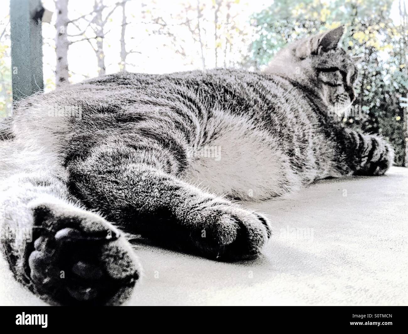 Uno domestici femmina Tabby cat rilassante su un tavolo esterno. Foto Stock