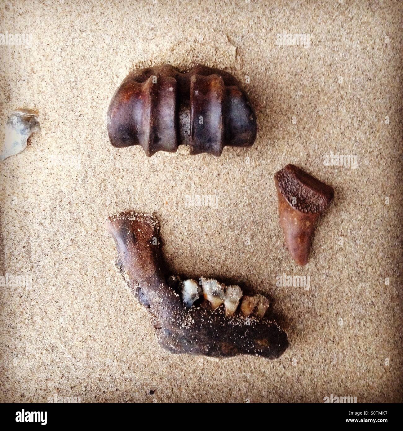 Ossa trovati sulla spiaggia, pecore ganascia, Dente di squalo, parte di una vacca del ginocchio Foto Stock