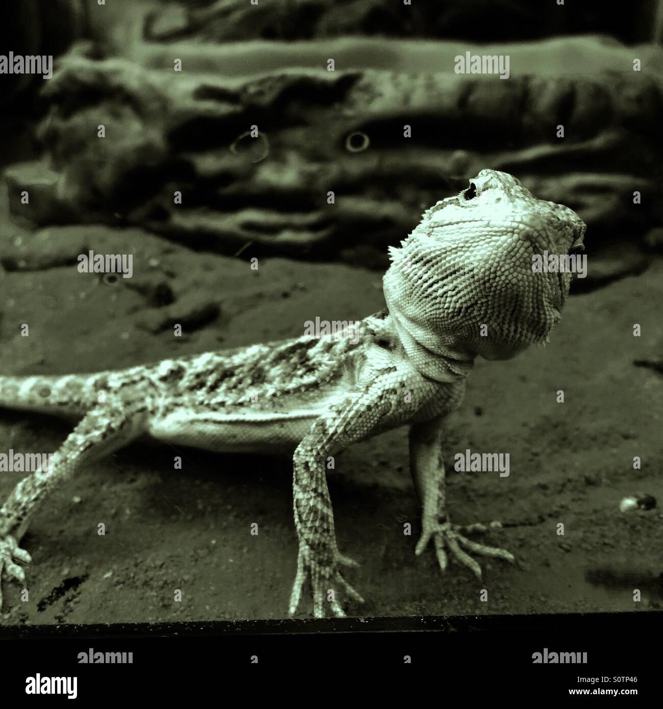 Belligerante Drago barbuto Lizard Foto Stock