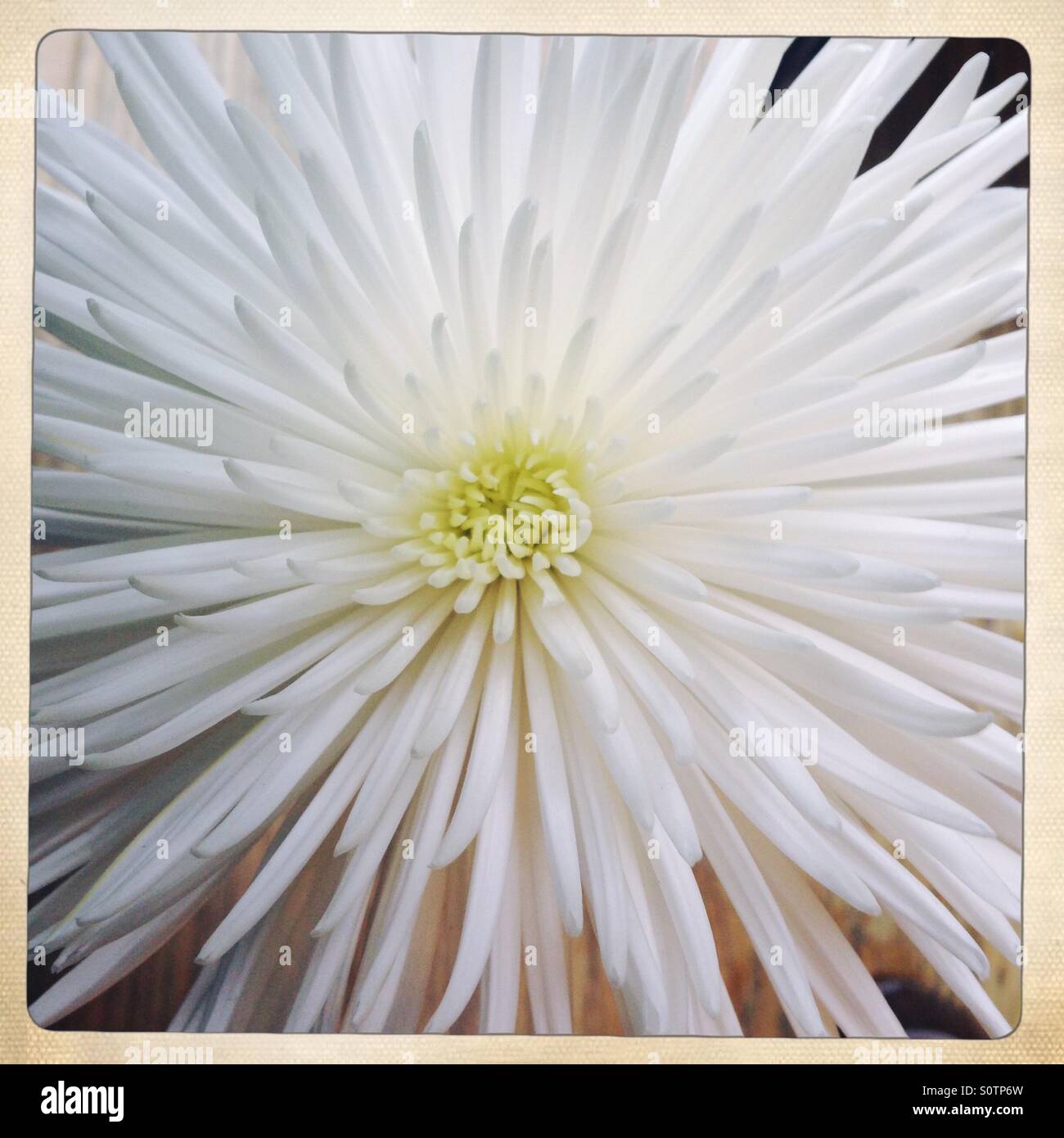 Fiore bianco testa presa da sopra Foto Stock