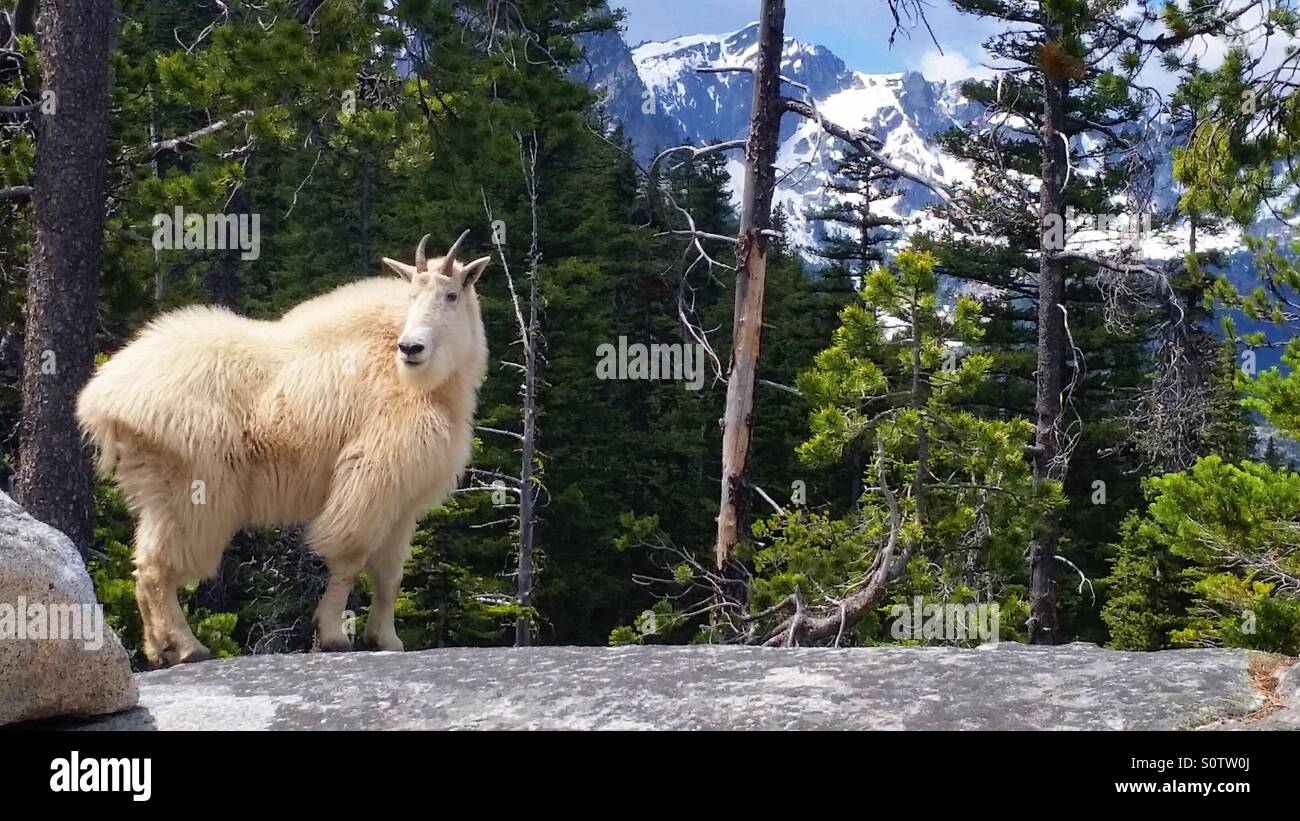 Capre di montagna sulla Pacific Crest Trail. Foto Stock