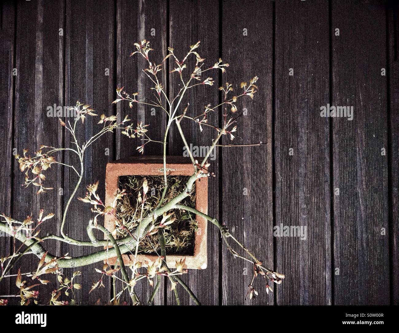 Acero giapponese Bonsai - Immagine stock catturata con smartphone